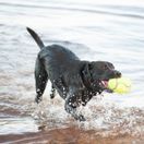 KONG AirDog Squeaker Football additional 2