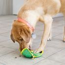 KONG Ballistic Hide N Treat (Assorted Colours) additional 2