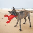 KONG Belly Flops Lobster additional 2