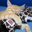 KONG Cat Kickeroo additional 2