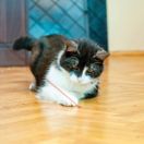 KONG Cat Laser Toy additional 2