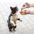 KONG Cat Refillables Catnip Tube (3-PK) additional 2