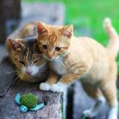 KONG Cat Refillables Turtle additional 2