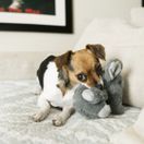 KONG Comfort Kiddos Elephant additional 2