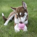 KONG Easy Treat Puppy additional 2