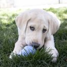KONG Puppy (Assorted Colours) additional 5