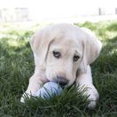 KONG Snacks Puppy additional 2