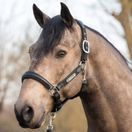 LeMieux Capella Headcollar (Black) additional 2