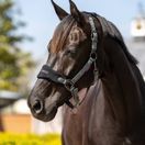 LeMieux Vogue Fleece Headcollar &amp; Leadrope (Black/Grey) additional 2