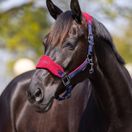 LeMieux Vogue Fleece Headcollar &amp; Leadrope (Burgundy/Navy) additional 2