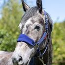 LeMieux Vogue Fleece Headcollar &amp; Leadrope (Ink Blue/Navy) additional 2