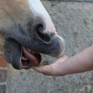 Spillers Treats (Meadow Herb + Glucosamine) additional 4