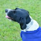 Weatherbeeta Comfitec Deluxe Diamond Quilt Dog Coat (Navy) additional 6