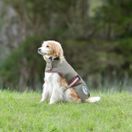 Weatherbeeta Comfitec Premier Free Parka Dog Coat 200g Medium (Olive Green/Burgundy/White) additional 1