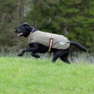 Weatherbeeta Comfitec Premier Free Parka Dog Coat 200g Medium (Olive Green/Burgundy/White) additional 2