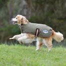 Weatherbeeta Comfitec Premier Free Parka Dog Coat 200g Medium (Olive Green/Burgundy/White) additional 4
