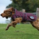 Weatherbeeta Comfitec Windbreaker Free Deluxe Dog Coat (Maroon/Grey/White) additional 4