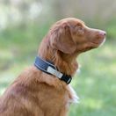 Weatherbeeta Explorer Dog Collar (Navy) additional 2