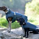 Weatherbeeta Explorer Medium Dog Coat (Navy) additional 2
