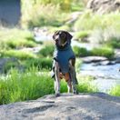 Weatherbeeta Explorer Medium Dog Coat (Navy) additional 3