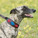 Weatherbeeta Lurcher Polo Leather Dog Collar  (Beaufort Brown/Pink/Blue) additional 1