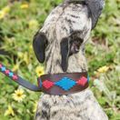 Weatherbeeta Lurcher Polo Leather Dog Collar  (Beaufort Brown/Pink/Blue) additional 2