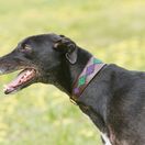 Weatherbeeta Lurcher Polo Leather Dog Collar  (Beaufort Brown/Purple/Teal) additional 1