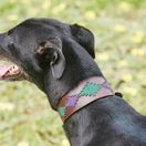 Weatherbeeta Lurcher Polo Leather Dog Collar  (Beaufort Brown/Purple/Teal) additional 2