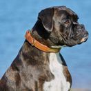 Weatherbeeta Padded Leather Dog Collar (Black) additional 3