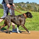 Weatherbeeta Padded Leather Dog Collar (Black) additional 5
