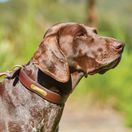 Weatherbeeta Padded Leather Dog Collar (Tan) additional 2