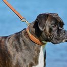 Weatherbeeta Padded Leather Dog Collar (Tan) additional 4