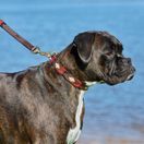 Weatherbeeta Polo Leather Dog Collar (Cowdray Brown/Black/Red/White) additional 4