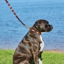 Weatherbeeta Polo Leather Dog Collar (Cowdray Brown/Pink/Blue/Yellow) additional 3