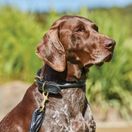 Weatherbeeta Rolled Leather Dog Collar (Black) additional 4