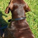 Weatherbeeta Rolled Leather Dog Collar (Tan) additional 3