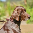 Weatherbeeta Rolled Leather Dog Collar (Tan) additional 5