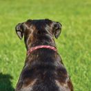 Weatherbeeta Rope Leather Dog Collar (Burgundy/Brown) additional 3