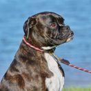 Weatherbeeta Rope Leather Dog Collar (Hunter Green/Brown) additional 2