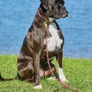 Weatherbeeta Rope Leather Dog Collar (Navy/Brown) additional 4