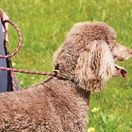 Weatherbeeta Rope Leather Slip Dog Lead (Burgundy/Brown) additional 2