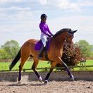 Woof Wear Club Brushing Boot Colour Fusion (Ultra Violet) additional 3