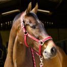 Woof Wear Contour Head Collar (Shiraz) additional 3