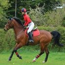 Woof Wear Dressage Saddle Cloth Colour Fusion (Royal Red) additional 3