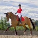 Woof Wear GP Saddle Cloth Colour Fusion (Royal Red) additional 4