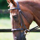 Equilibrium Net Relief Muzzle Net additional 3