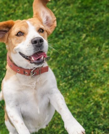 Pet Supplies &amp; Essentials