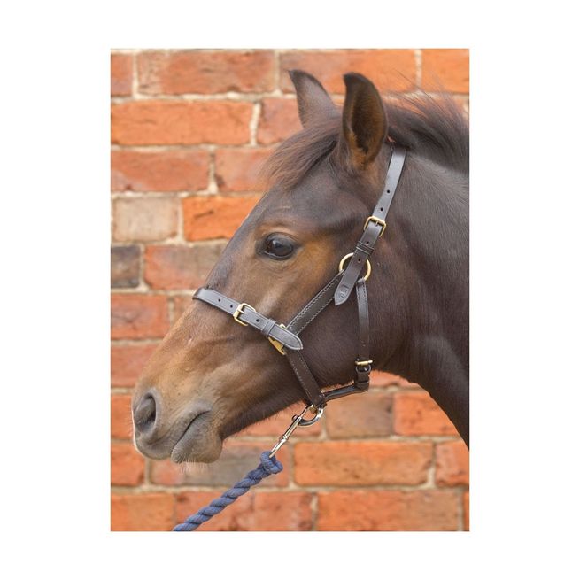 Hy Leather Foal Head Collar (Black)