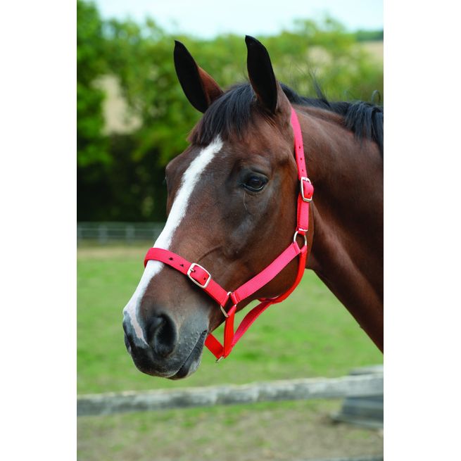 Roma Headcollar &amp; Lead Set (Red)