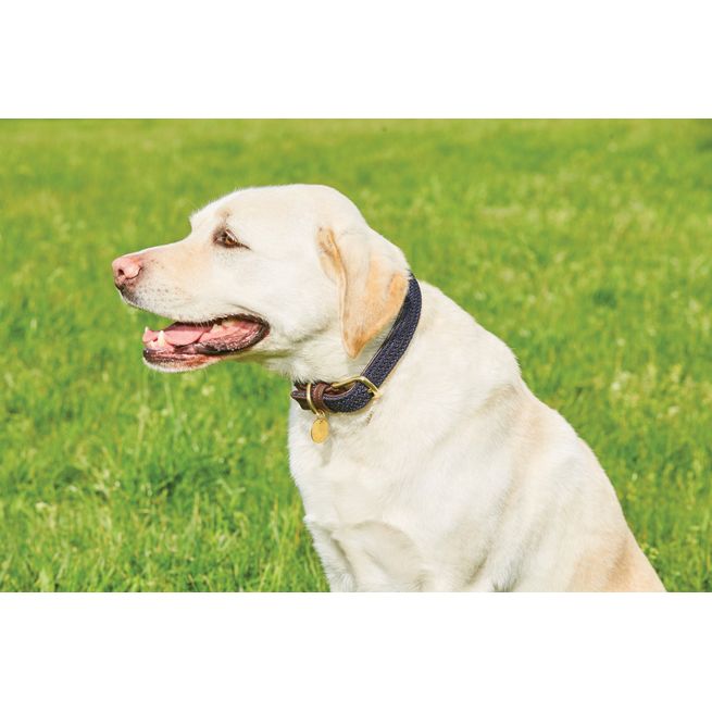 Weatherbeeta Leather Plaited Dog Collar (Brown/Navy)